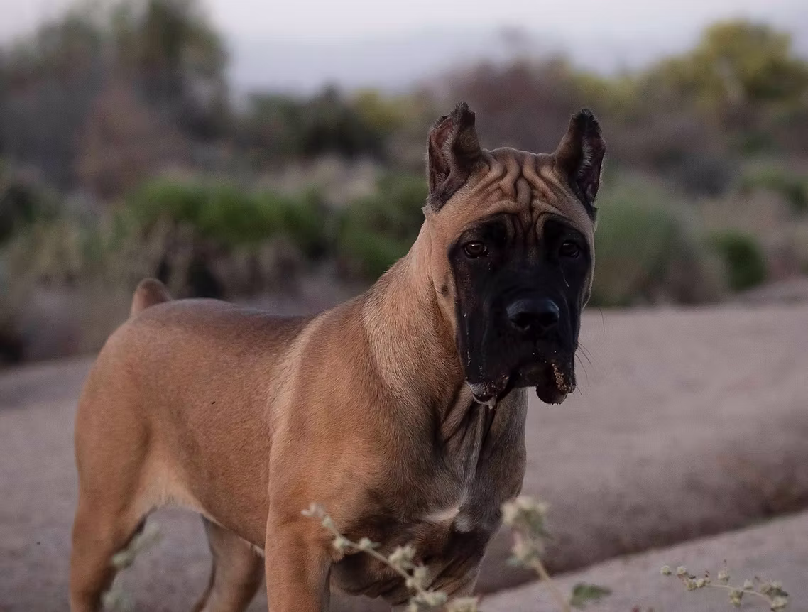 DiCalabrese Cane Corso gallery